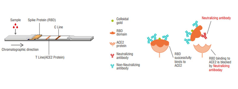 2019-nCoV Neutralization Antibody Princípio 2019-nCoV Neutralization Antibody Princípio